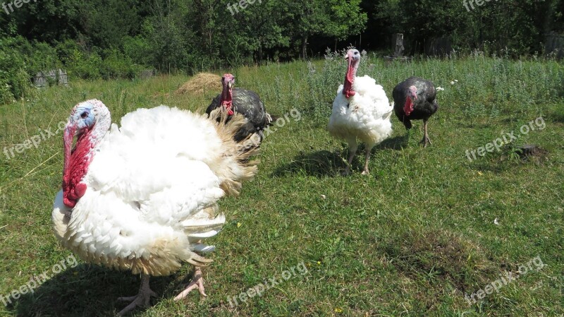 Turkeys Meal Traditional Food Free Photos