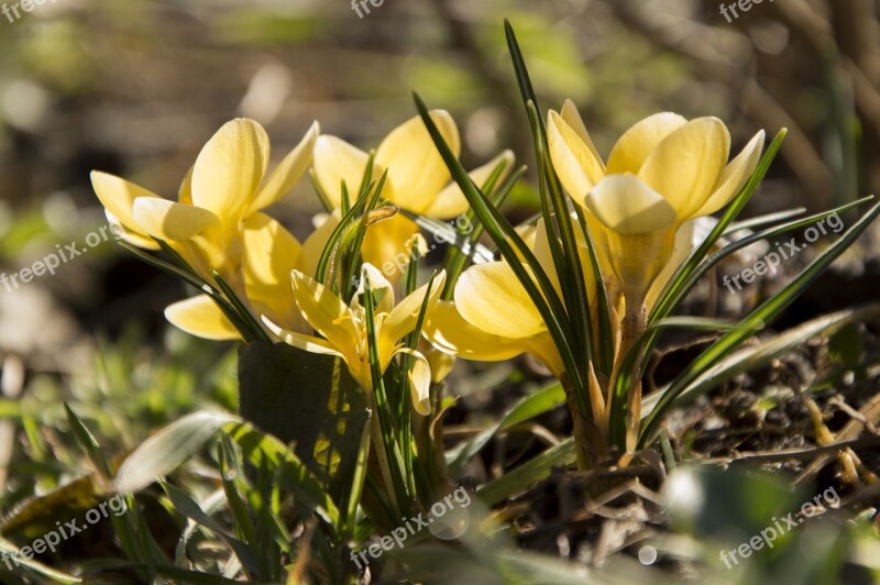 Flower A Yellow Flower Nature Beautiful Flower Flowers