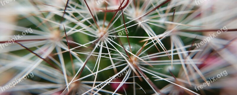 Zoom Earth Nature Plant Spikes