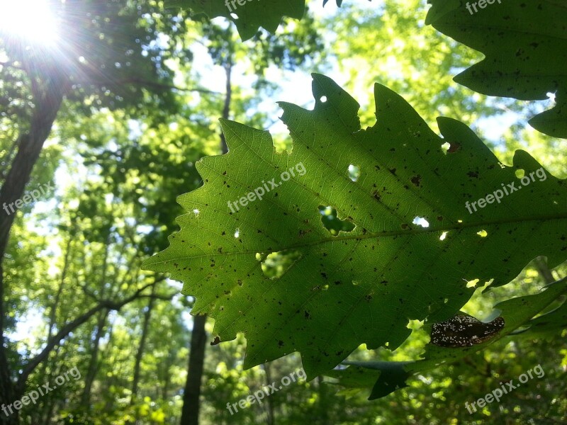 Autumn Foliage Defoliation Leaf Free Photos