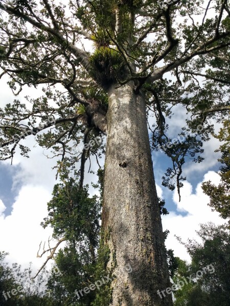 Kauri Nature Zealand Tropical Free Photos