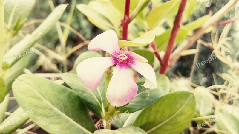 Flower Earth Day Earth Green Nature