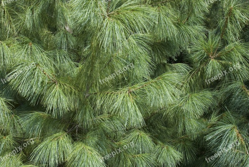 Tree Conifer Needle Iglak Plants