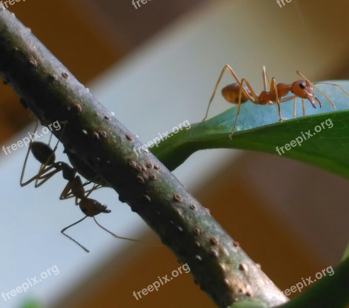 Photography Macro Ants Free Photos