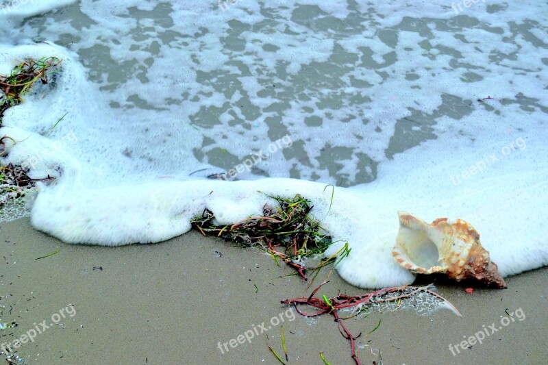 Sea Shore And Conch Beach Waves Seal Marina