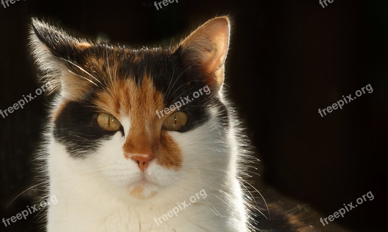 Animal Cat Domestic Cat Portrait Curious