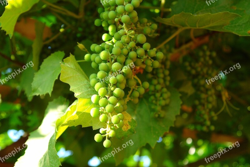 Grapes Green Grapes Bunch Of Grapes Unripe A Bunch Of