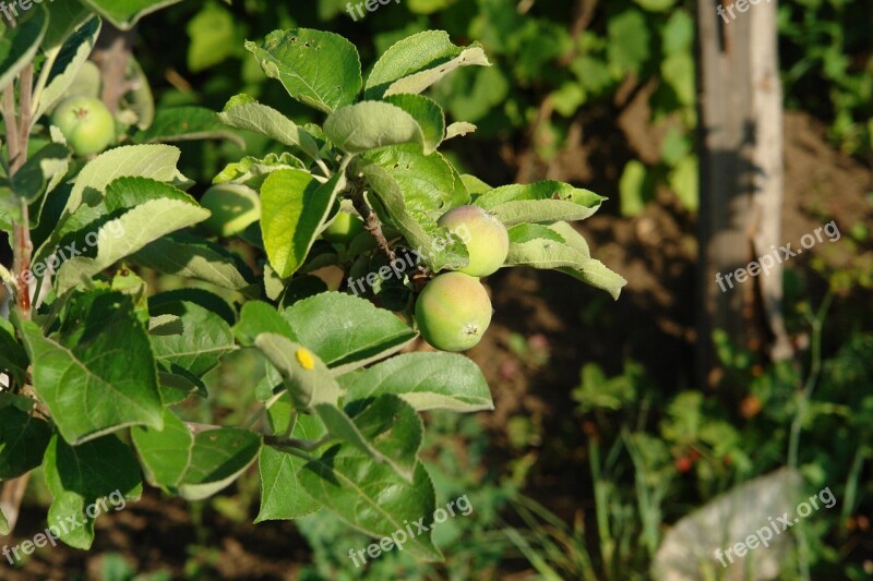 Apples Apple Tree Green Apple Garden Not Mature