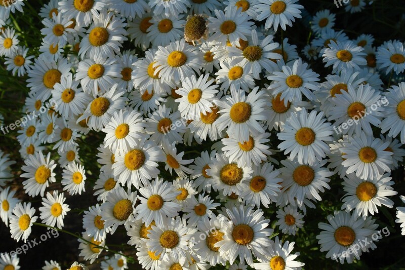 Chamomile Flower Flowers Flowers Of The Field White Daisies