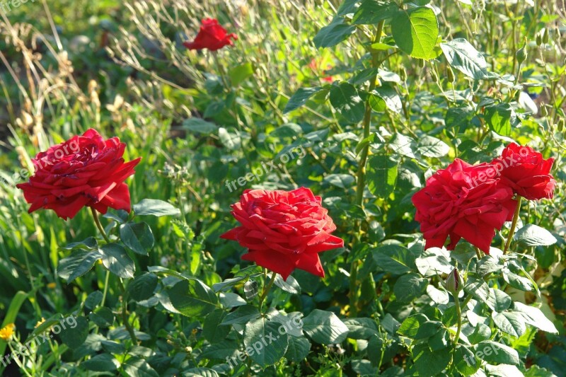 Roses Red Rose Summer Flower Nature