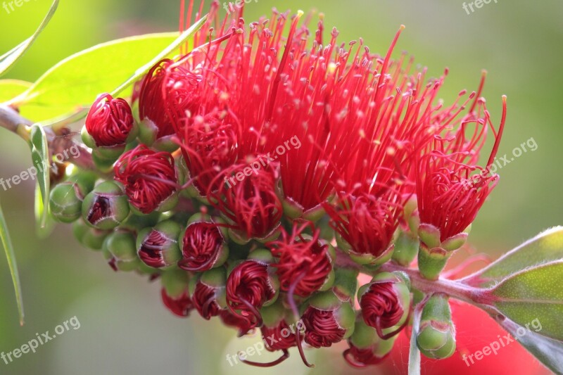 Callistemon Bottlebrush Australian Native Plant Flower Red