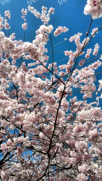 Japanese Cherry Blütenzauber Cherry Flower Tree Spring