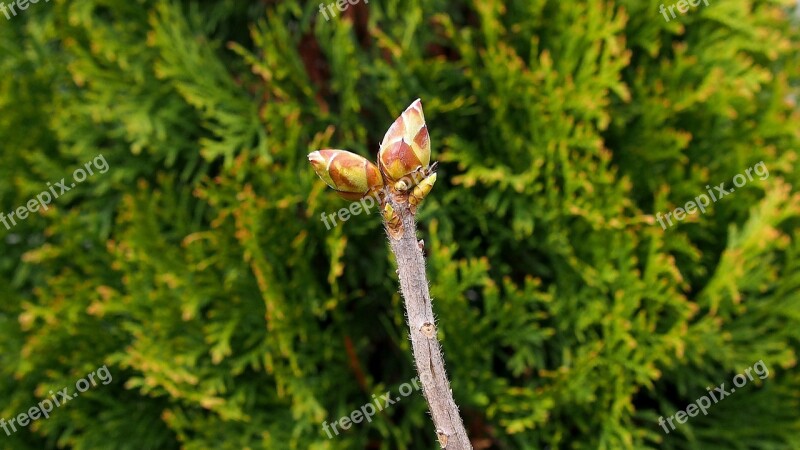 Nature Bud Spring Plant Closeup