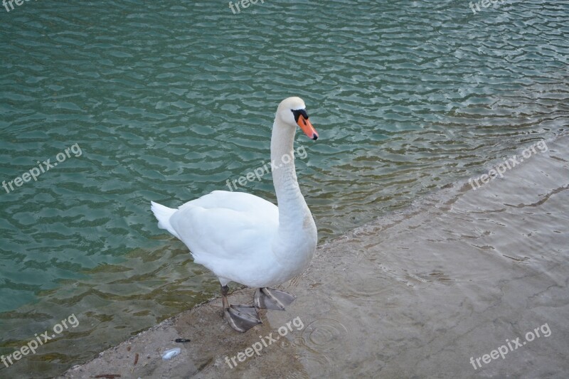 Swan White Majestic Bird Lake Water