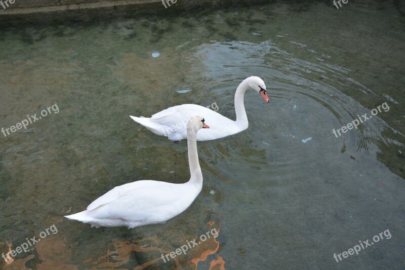 Swans White Majestic Water Lake