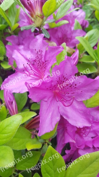 Azalea Flowers Spring Flowers Spring Nature