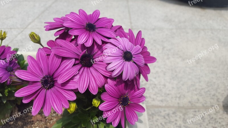 Flowers Potted Plant Purple Plants Mini Potted