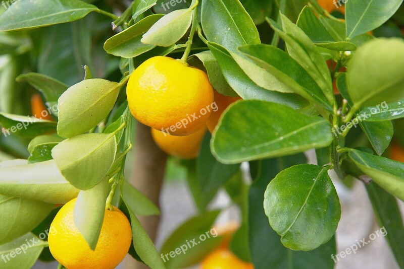 Mediteran Fruits Tree Fresh Citrus Fruit