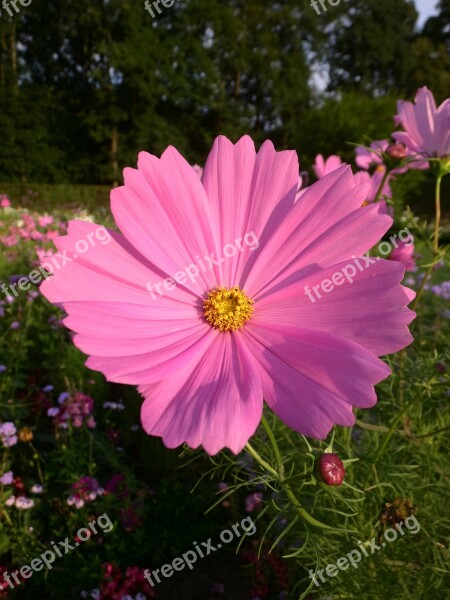 Cosmea Pink Blossom Bloom Flower