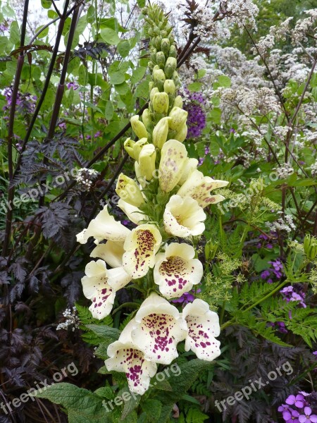 Thimble Yellow White Spotted Digitalis Lutea