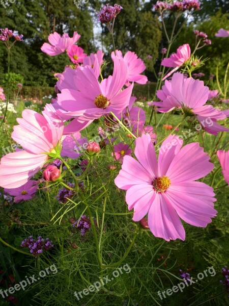 Cosmea Flower Plant Blossom Bloom