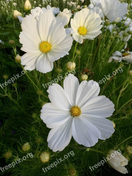 Cosmea Flower Plant Blossom Bloom