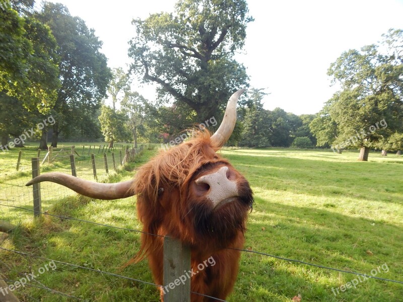 Highland Cow Glamis Field Free Photos