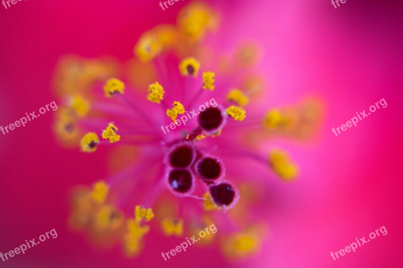 Background Macro Websites Colorful Backgrounds Free Photos