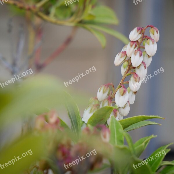 Plant Flower Nature Bloom Plants