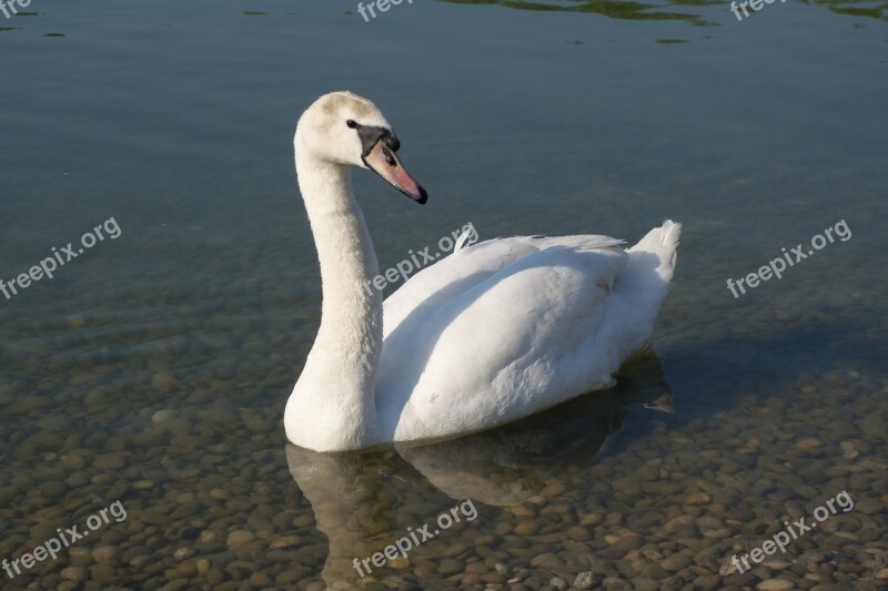 White Swan Elegance Peaceful Purity