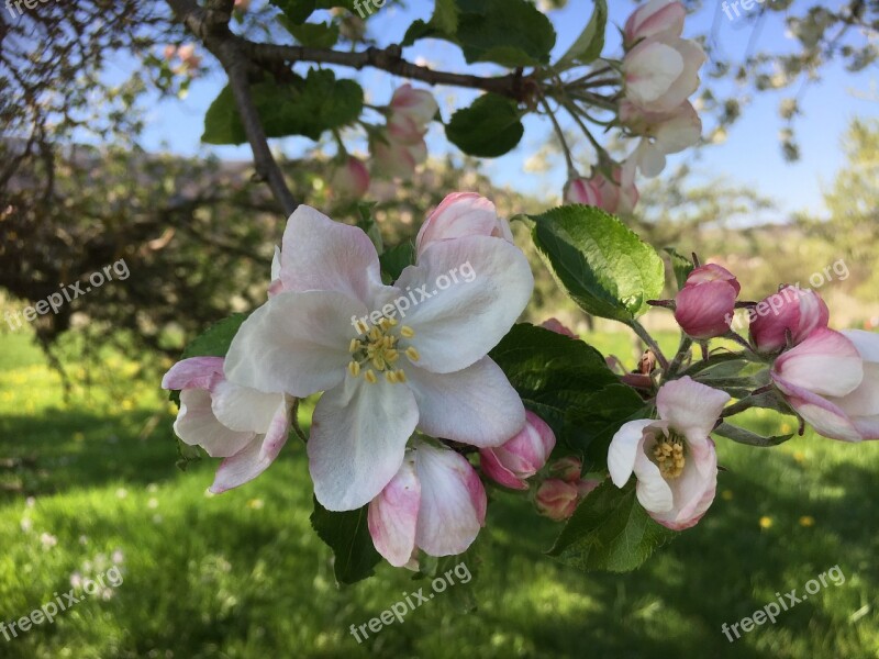 Apple Blossom Spring Nature Free Photos