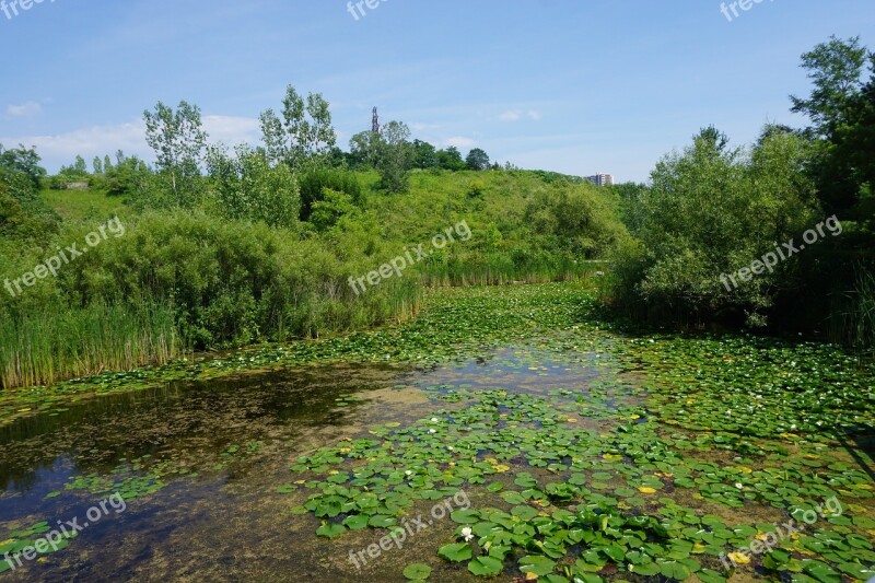 Water Lilies Pond Garden Free Photos