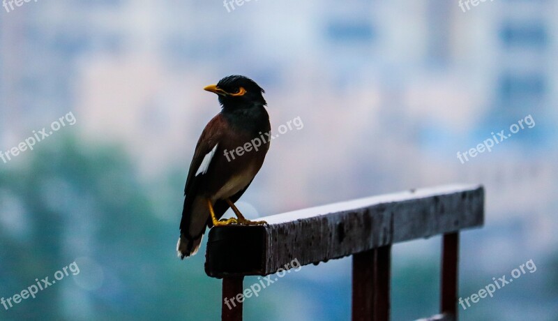 Bird Rainy Day Animal Wildlife Nature