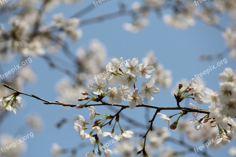 Cherry Blossom Yoshino Japanese Cherry Blossom Free Photos