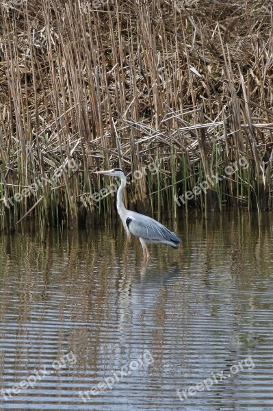 Animal River Marsh Wild Birds Gray Heron