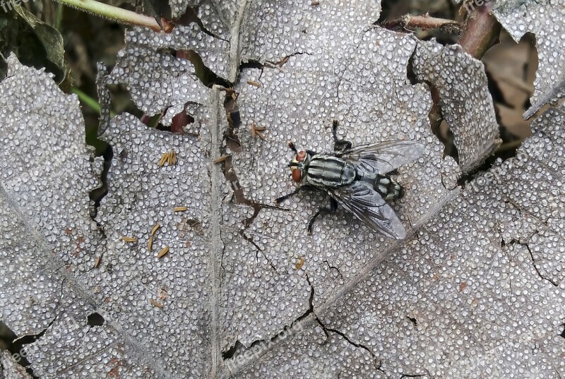 Fly Housefly Small Leaf Insect