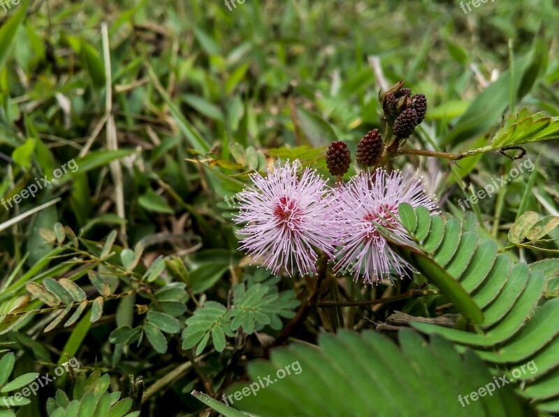 Flower Leaf Petels Floral Nature