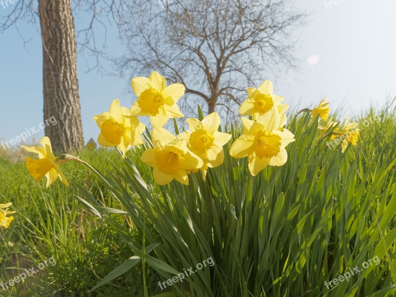 Daffodils Narcissus Flowers Spring Yellow Flowers