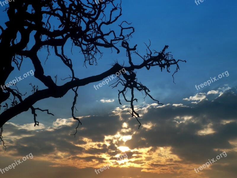 Photo Landscape Sky Sunset Tree