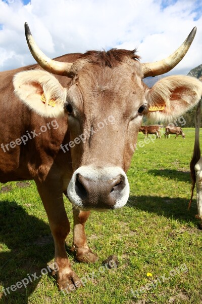 Bovino Cow Animals Mountain Livestock