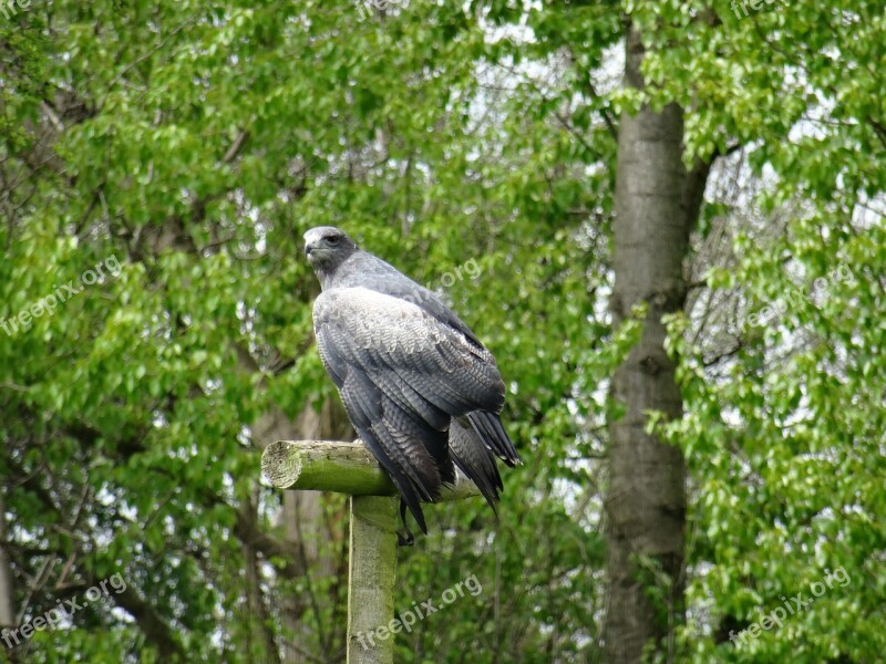 Chillian Blue Eagle York Bird Of Prey Centre Fast Flyer Free Photos