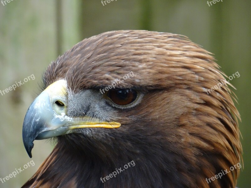 Bird Of Prey Golden Eagle York Bird Of Prey Centre Serious Look Free Photos