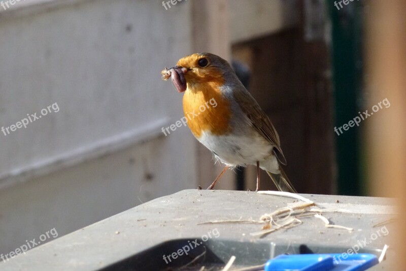 Robin Feeding Time Nesting Garden Sunshine