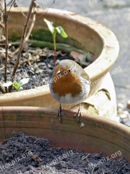 Robin Bird Nature Animal Redbreast