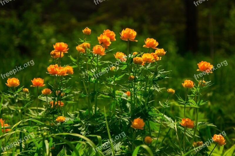 Flowers Spring Morning Handsomely Free Photos