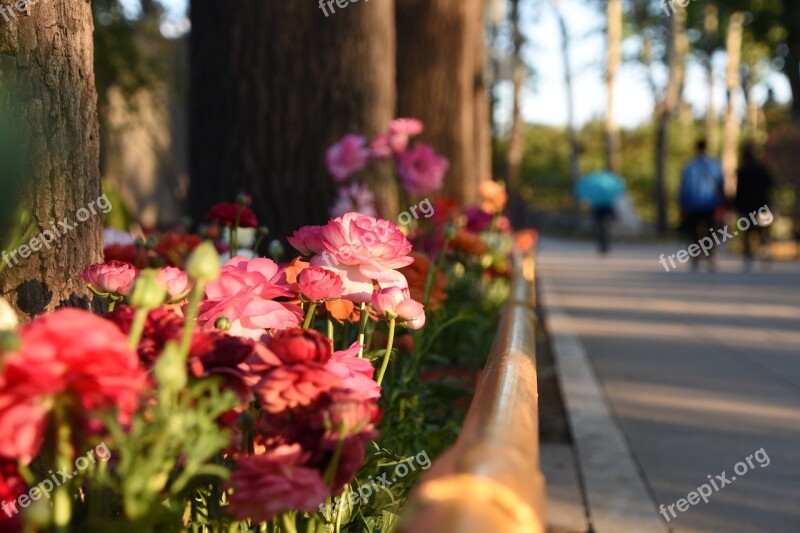 Flowers And Plants The Old Summer Palace Beijing At Dusk Free Photos