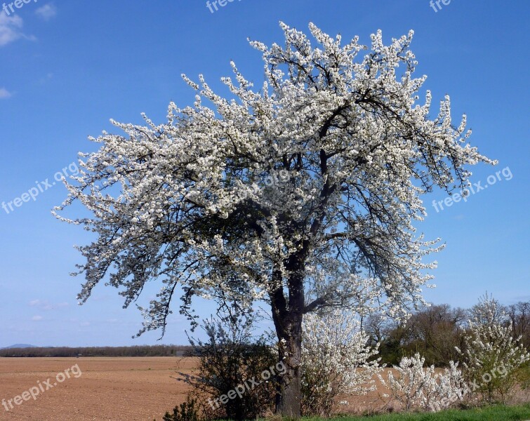 Tree Cherry Spring Flowers Cherry Flowering