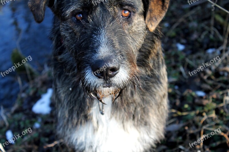 Dog Good Cold Hybrid Faithful Look