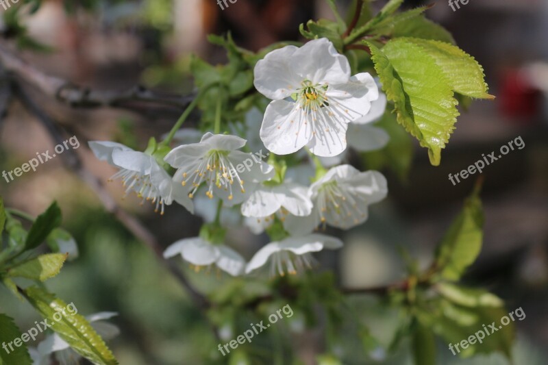 Cherry Blossom Nature Blossom Bloom Sweet Cherry