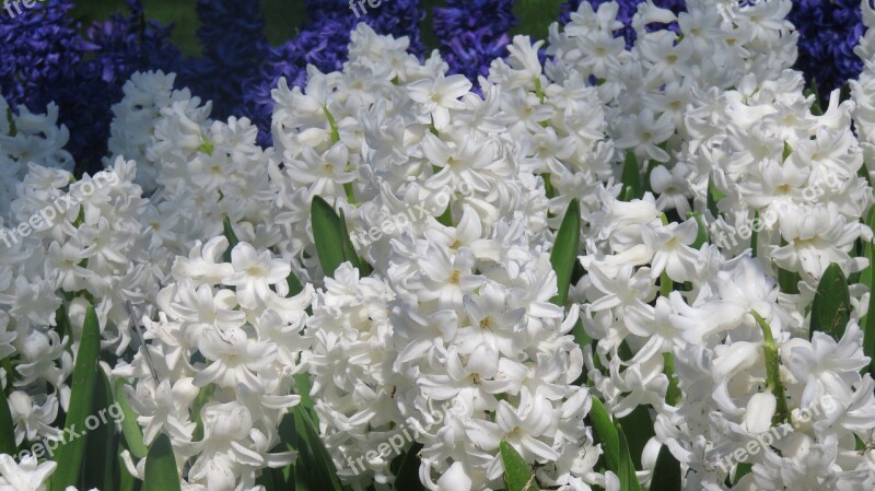 Hyacinth Aiolos Blue Star Netherlands Free Photos